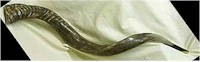 Yemenite Shofar Extra Large